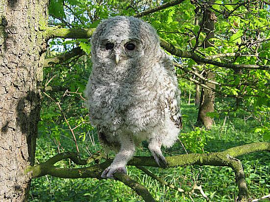 obecného (Strix