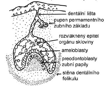 posléze zubní pohárek, ektomezenchym pod kaţdým zubním pohárkem vytváří zubní papilu a kolem něj se diferencuje zubní vak (obr. 6). Ektodermové zubní pohárky, kromě přímé Obr.