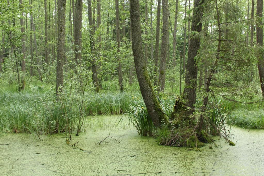 Białowieża, východní Polsko Alnion glutinosae