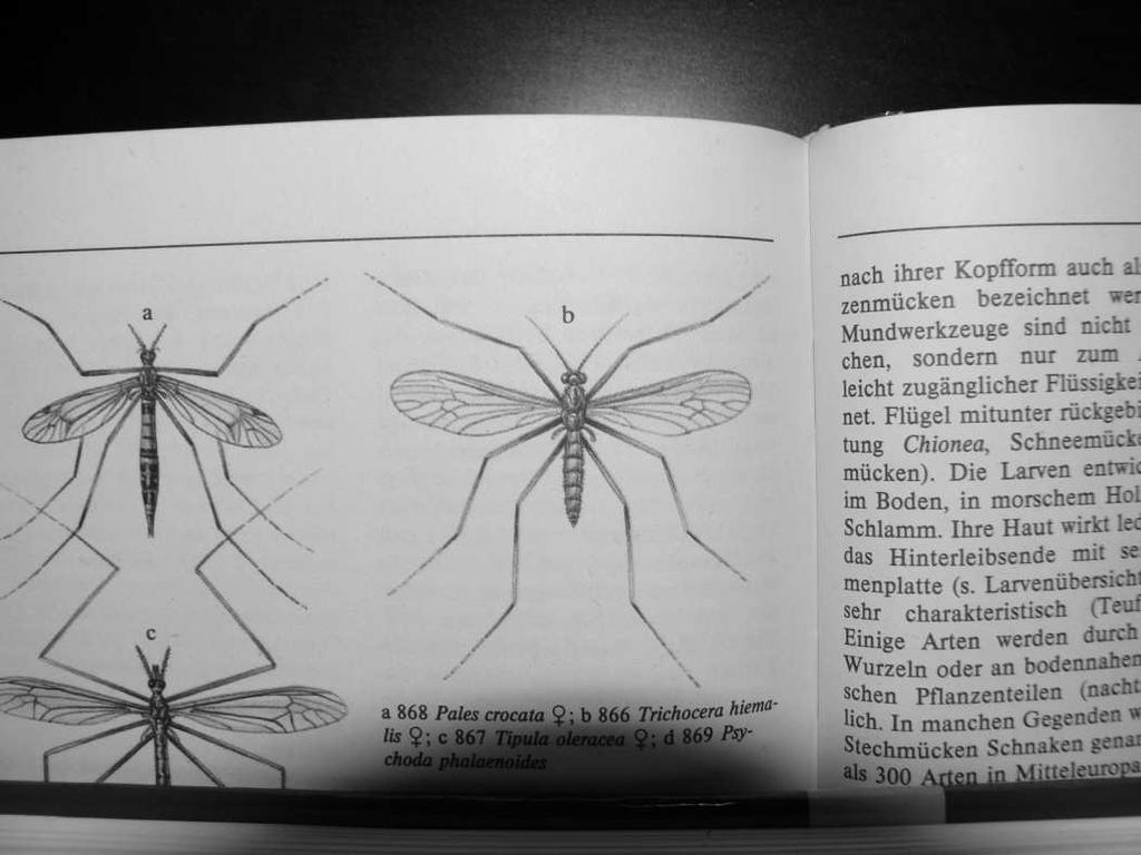 LESNICKÁ ZOOLOGIE (cvičení) Test D.) Přiřaďte morfologické pojmy, které jsou typické pro imaga uvedených taxonů.