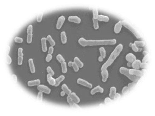 Fermentované mléčné výrobky s probiotickými mikroorganismy MLÉKAŘSKÉ LISTY 170, Vol. 29, No.
