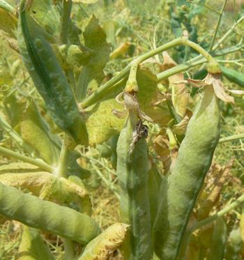 HRÁCH POLNÍ Pisum sativum L. ESO Žlutosemenná polopozdní odrůda typu semi-leafless úponková. NATURA Raná až středně raná žlutosemenná odrůda listového typu s vysokým výnosem hmoty.