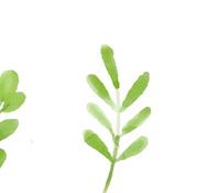 Vyšší podíl jetelovin Vám zajistí plynulý pás zeleného krmení od jara do podzimu. Směs je také vhodná k prosetí luk a pastvin.