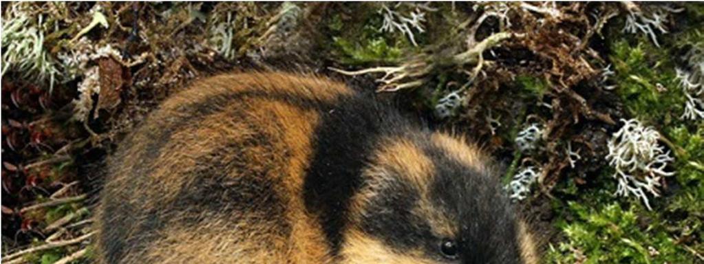 Ústřičník velký (Haematopus ostralegus) Druh na obrázku, se u nás často vyskytuje v