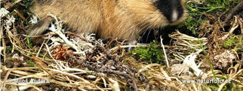 Rojovník bahenní Tento psamofilní druh velmi rychle běhá a aktivně loví kořist.