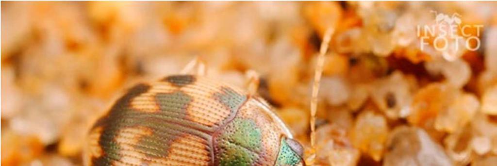 svižníka zvrhlého (Cicindela hybrida) Druh na obrázku je typickým obyvatelem