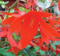 BEGONIA GRANDIS Je jednou z nejodolnějších botanických begonií a v podobě malých pahlízek přezimuje i v