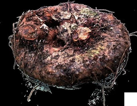 PĚSTOVÁNÍ HLÍZNATÝCH BEGONIÍ Z HLÍZ Očištěnou hlízu (od zbytku starých kořínků) si připravíme koncem února až začátkem března následovně: Dáme ji naklíčit při teplotě 15 20⁰C do tmavé místnosti.