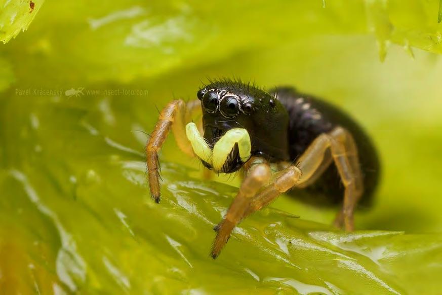 Skákavka rašelinná (Heliophanus damphi), Svahová. Foto P. Krásenský.