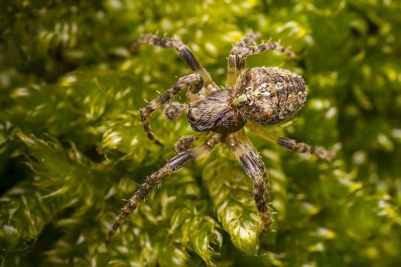 Obr. 8. Samička křižáka hrbatého (Gibbaranea gibbosa). Slanisko Škrle. Foto P. Krásenský. Fig. 8. Female of Orb-weaver Gibbaranea gibbosa.