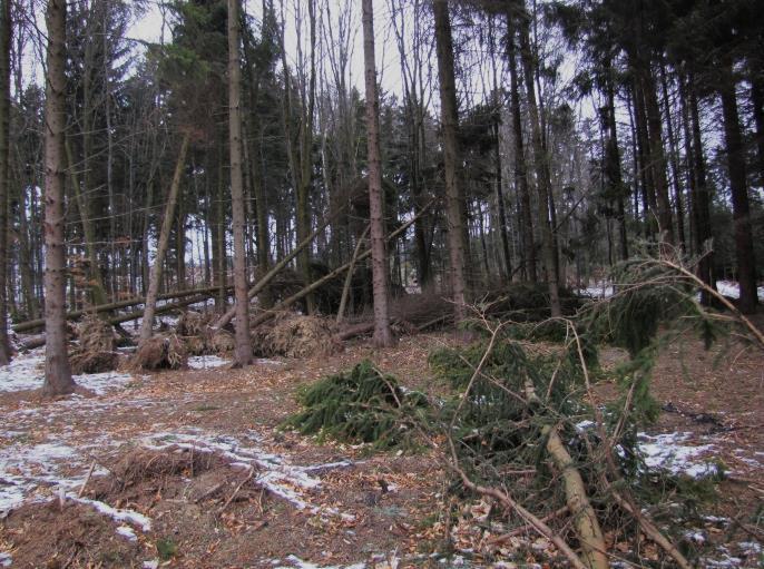 Následky větrné kalamity Přibližování dříví koňmi Ochrana proti kůrovci lapače Úklid pasek před sázením stromků - plnění úkolů státní správy lesů na 10.