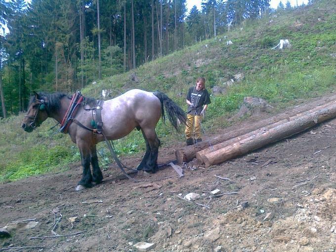 vňující dřeviny pr