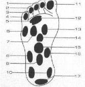 MASÁŽNÍ AKUPUNKTURNÍ BODY 1. Žaludek 2. Střeva 3. Ledviny 4. Srdce 5. Pohlavní orgány 6. Oči, uši, nos 7. Slinivka 8. Krevní tlak 9. Nadledvinky, žlázy 10. Pás 11. Tlusté střevo 12. Oči 13. Plíce 14.
