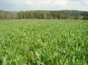 Rostlinné odpady Zelené rostliny - zbytky z krmných rostlin a zeleniny - vysoká vlhkost vede k z pracování