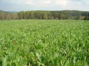 Rostlinné odpady Zelené rostliny - zbytky z krmných rostlin a zeleniny - vysoká vlhkost vede k z pracování