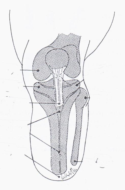 6.3 BIOMECHANIKA BÉRCOVÉ PROTÉZY 6.3.1 OBLASTI TRANSTIBIÁLNÍHO PAHÝLU KTERÉ NEJSOU ZATÍŽITELNÉ A JE POTŘEBA JE ZOHLEDNIT (VIZ OBR.