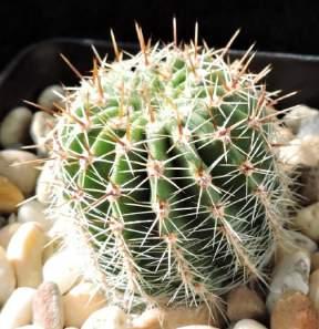 Všechny lobivie byly převedeny do rodu Echinopsis, ale seznam variet a subsp. zůstal prakticky stejný, ať byly vedeny jako lobivie nebo nyní jako echinopsis, jen se změnil autor revize.