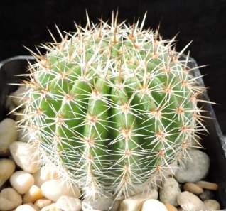 Jarda pracoval dlouhá léta v Botanické zahradě na Slupi, a jeho specialitou byly právě echinopsisy. Podíváme se na citace, které se během let u Echinopsis aurea objevily.