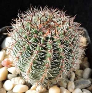 Ullmann - Kaktusy (Brno) 26(1): 7, 1990. Echinopsis aurea subsp. fallax (Oehme) M. Lowry - Cactaceae Syst. Init. 19: 11, 2005. Echinopsis aurea var. lariojensis (F. Ritter) J.
