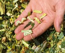 Od roku 2015 nabízí CLAAS technologii SHREDLAGE, pocházející z USA, pro ještě intenzivnější zpracování řezanky s extrémní délkou přesahující 25 mm.