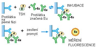 DELFIA Uspořádání imunochemické reakce: - kompetitivní: - fluorescenční