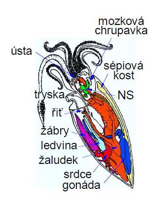 Měkkýši (Mollusca) plži (Gastropoda) 5