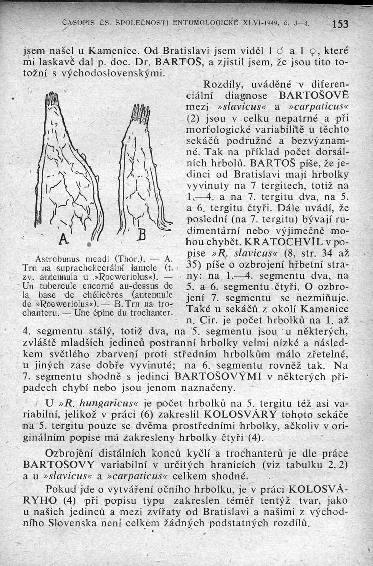 ČA.SO IS CS. SPOLEčNOSTl ENTOMOLOGICk'e XLVI-i 49, Č. 3-4. 153 Astrobunus m ea,di (Thor.). A. Trn na suprach,encerální larnele (t., z,v.. antennula 'u.»rroeweriolus«).