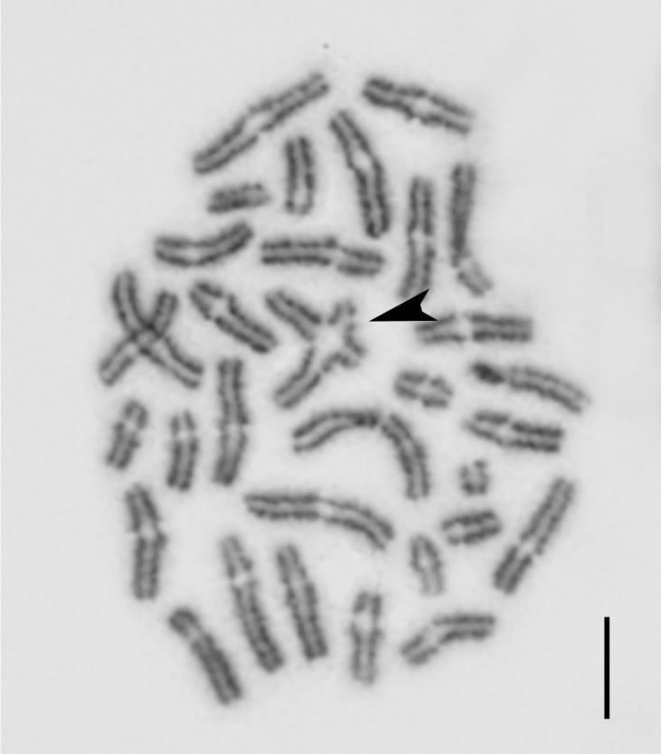 Obrázek 4 Chromozomová přestavba (černá šipka - tetravalent) u druhu E. sicanus 8.