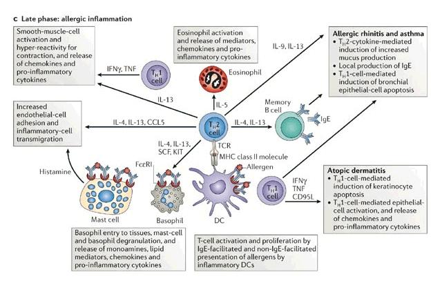 Obrázek 6. Fáze alergické odpovědi c) (7) 3.3.4. Regulace specifické imunitní odpovědi (T H 1 nebo T H 2) Hlavní regulační buňkou specifické imunitní odpovědi je TH (helper) lymfocyt.