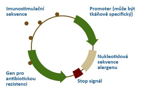 DNA, která obsahuje klonovaný fragment a tzv. klonovací vektor (je schopen autonomní replikace v hostitelském organismu). Následně se tato DNA vnese do hostitelské buňky, nejčastěji E. coli.