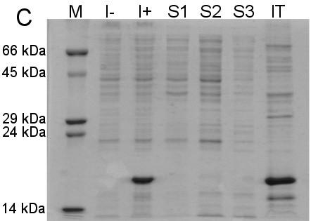 5.5 Velkoobjemová produkce, izolace inkluzních tělísek a renaturace proteinu Po nalezení optimálních parametrů bylo postupováno podle kapitol 4.6-4.8.