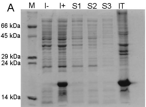 První médium obsahovalo navíc kovy (Fe, Zn a Mn), druhé médium obsahovalo (kromě kovů jako první médium) vitamínový mix a třetí médium bylo ponechané bez přídavku.