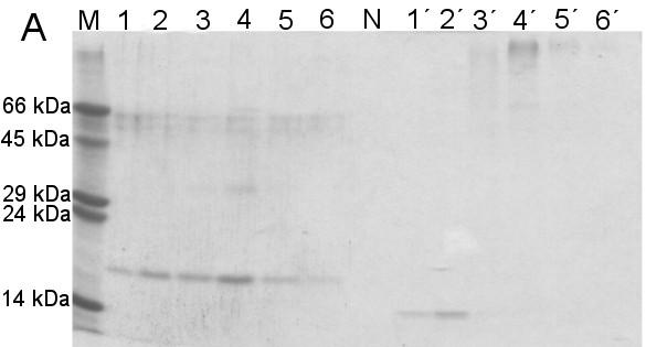 1-6 značí redukující prostředí, 1-6 neredukující prostředí a N značí samotný neredukující vzorkový pufr.