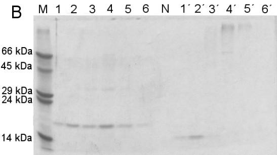 5.7 Gelová chromatografie na Superdexu 200 Frakce 1 a 2 po ionexové chromatografii byly zakoncentrovány pomocí centrifugačního koncentrátoru na objem 500 µl a