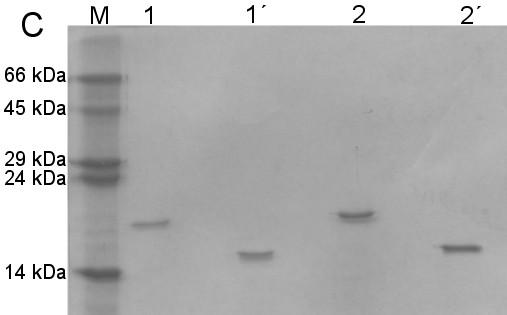 Obr. 10: Eluční profil rnkr-p1a (produkovaného v M9 minimálním médiu) po gelové chromatografii
