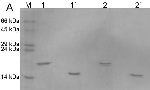 11: SDS-PAGE po gelové chromatografii na Superdexu 200.