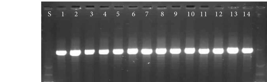 2 ml noční kultury a z 1,5 ml byla provedena minipreparativní izolace plazmidové DNA.