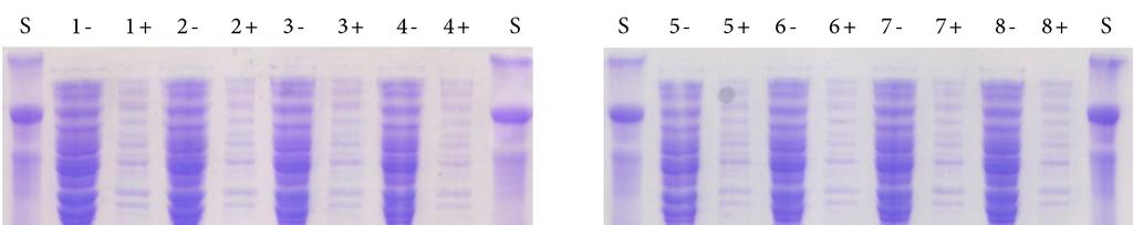 5.3 Příprava proteinu LLT1 L71 (H176C) 5.3.1 Produkce proteinu Exprese tohoto proteinu probíhala v kultuře E. coli BL21 Gold (DE3).