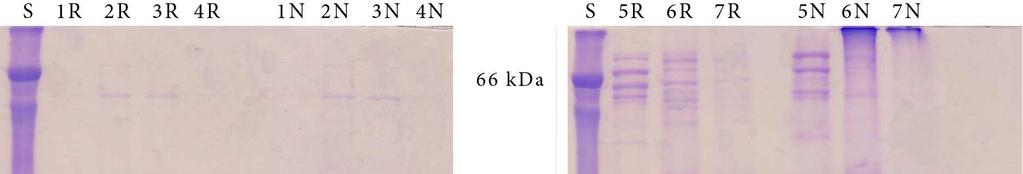 Obr. 28 Analýza zakoncentrovaných frakcí z ionexové chromatografie proteinu hnkr-p1a Q80. Redukované vzorky označeny R a neredukované N.