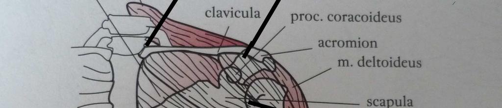 glenoidálního (vlastní ramenní kloub), ale i z dalších přilehlých kloubů.