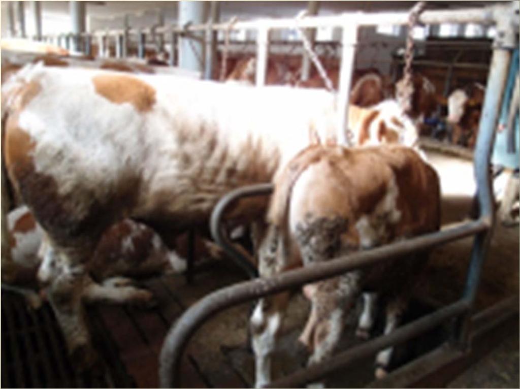FH2 FleckviehHaplotyp2 zhoršený růst nanismus porucha metabolismu energie porodní váha normální, zhoršený růst při odchovu (13 měsíců 250 kg při