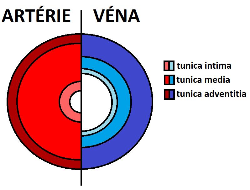 5.2 Stěna břišní aorty Stěna břišní aorty je součástí břišní aorty, která se nachází v oběhové soustavě, jež je popsána v následující kap. 5.2.1. 5.2.1 Oběhová soustava Funkcí oběhové soustavy je zajištění krevního oběhu v těle.