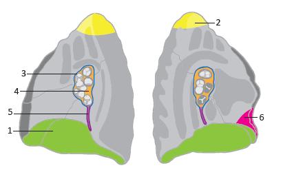 Vzor pulmo - příklady Pulmōnēs plíce: 2 apex pulmōnis 5 rādīx