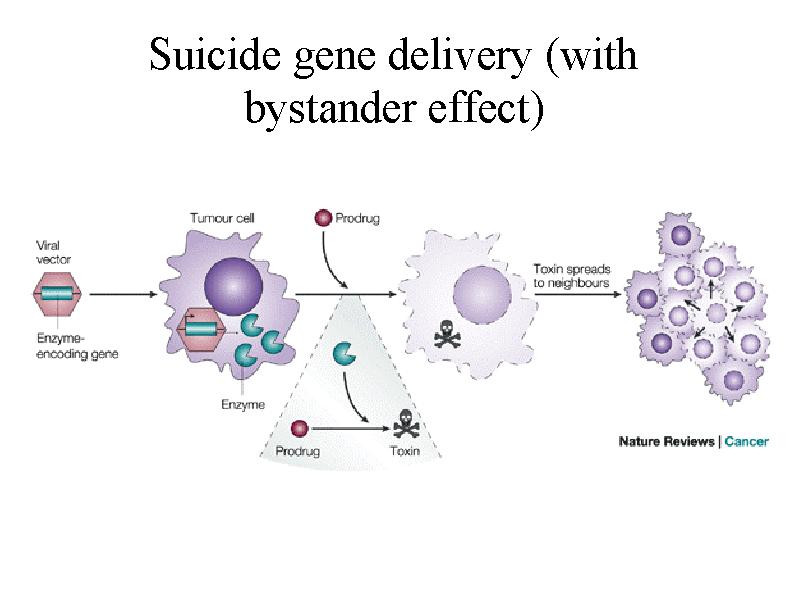 VDEPT viral directed enzyme production therapy Bystander effect postranní účinek -Toxické metabolity