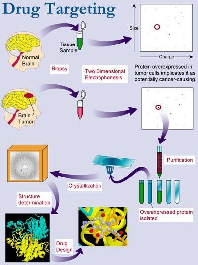 Racionální návrh inhibitorů Rational drug design Molekulární terapie Vyhledání proteinu, který způsobuje nemoc (metodami