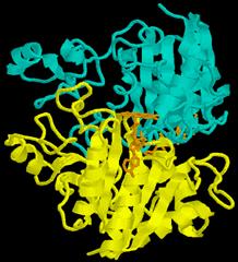 Rational drug design racionální návrh inhibitorů, Chemická genetika Strukturní biologie Malé molekuly, inhibitory kináz Three dimensional structure of a protein whose activity is