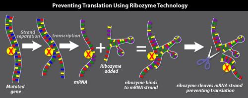 sebevražda bb (VDEPT viral directed enzyme production therapy) Genetická chirurgie Antisense DNA, RNA (protismyslné