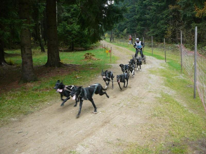 Sedm let mám doma ESP-závodní speciály, evropské saňové psy=pes vyšlechtěný v Norsku na práci v zápřahu. Základem je německý ohař, pointr, alaskán(alijašký husky) a nějaké procento greyhounda.