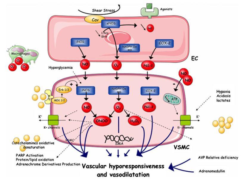 Vaskulární dysfunkce Komplexní problém zahrnující řadu mechanismů: nadprodukce NO nadprodukce PGI 2