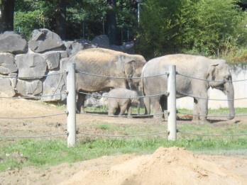 Ostravskou ZOO už jsme párkrát navštívili, je tady stále co obdivovat, snad každý si výlet příjemně užije a ještě si ze suvenýru něco přiveze na